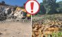 Denuncian ecocidio en Actopan: arrasan hectáreas de árboles para explotar grava sin permisos
