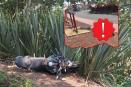 Muere estudiante del CBTA 99 en Tomatlán tras derrapar en motocicleta