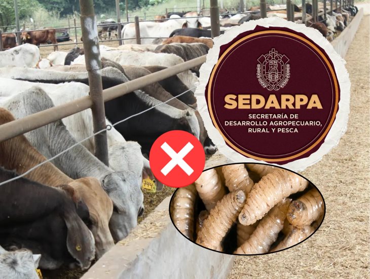 No es necesario el sacrificio de ganado por gusano barrenador: Sedarpa