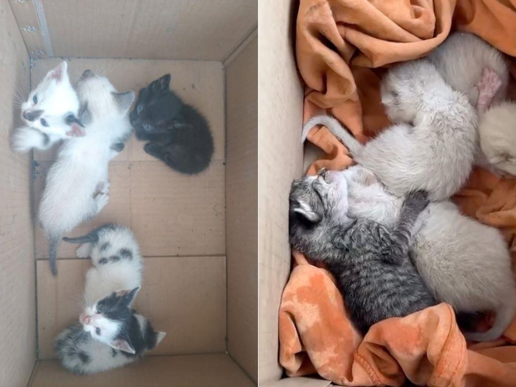 Abandonan a gatitos dentro de una bolsa en Agua Dulce; vecinos los rescatan de asfixiarse