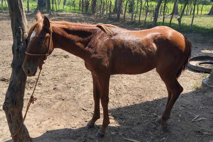 Habitante de zona rural de Minatitlán fue victima de robo de sus caballos; pide ayuda para encontrarlos