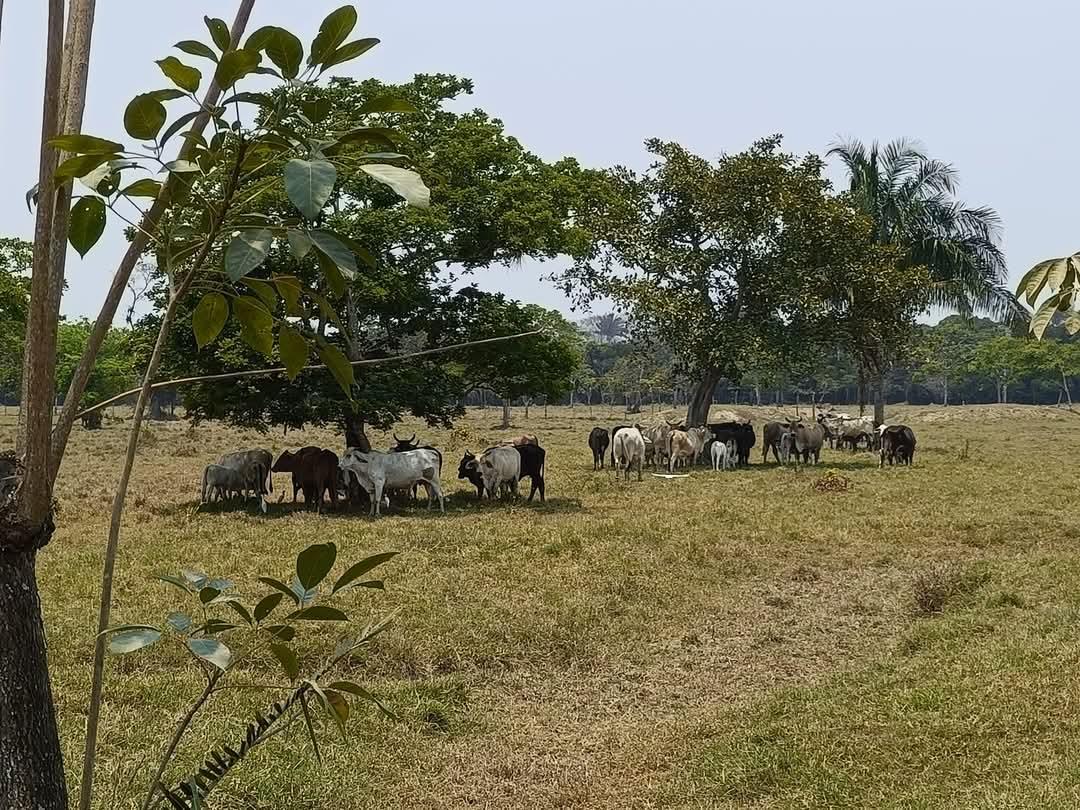 Por ola de calor, comienza a escasear el agua y alimento para el ganado en Minatitlán