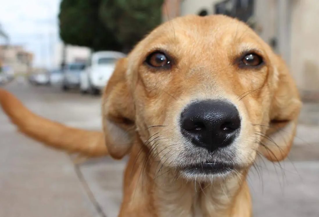Activistas llaman a no dejar perros en las azoteas de las casas tras altas temperaturas en Veracruz