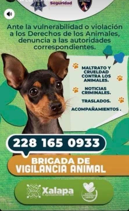 ¿Dónde denunciar el maltrato animal en Xalapa?