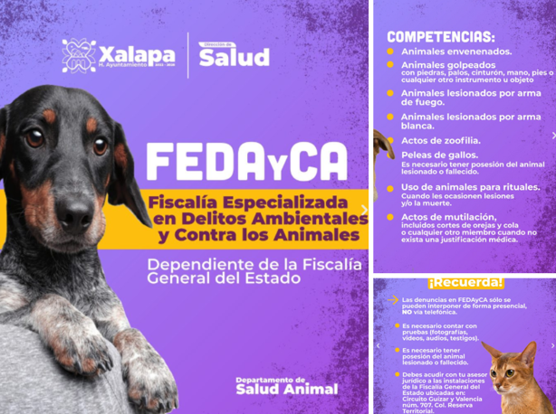 ¿Dónde denunciar el maltrato animal en Xalapa?