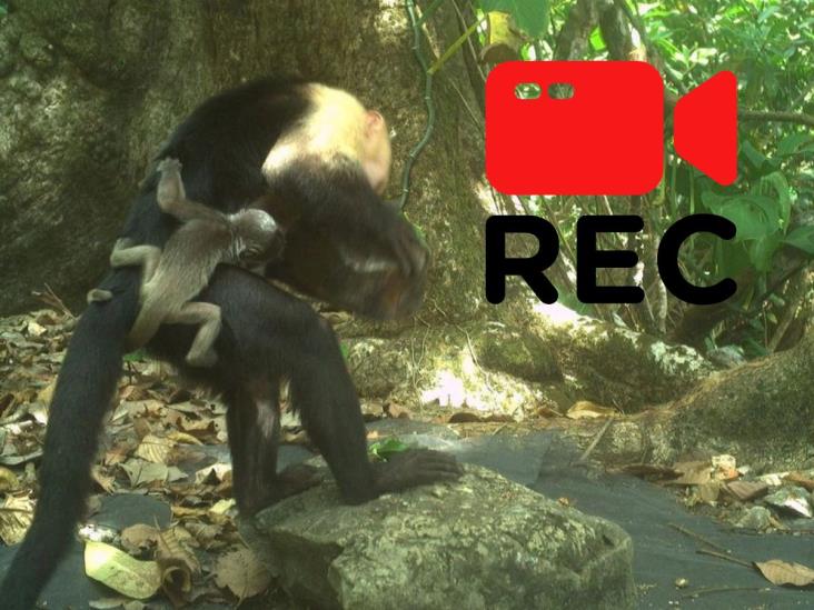 Sorprende extraño caso de secuestros entre monos capuchinos en Panamá