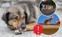 ¿Dónde denunciar el maltrato animal en Xalapa?
