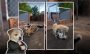 El perro alfa se vuelve viral tras dominar en eufórica pelea en un refugio  (+VIDEO)