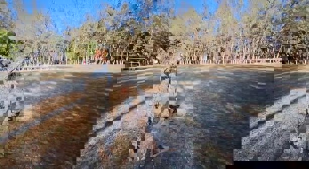 Binomios caninos del Ejército al resguardo de la seguridad nacional
