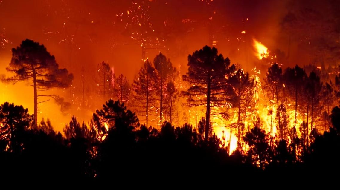 5 formas de impedir incendios forestales o en pastizales en Veracruz