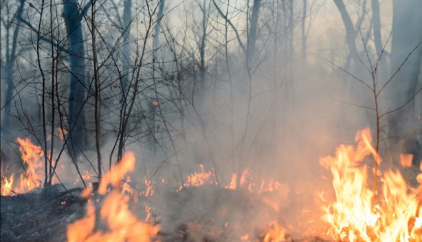 5 formas de impedir incendios forestales o en pastizales en Veracruz