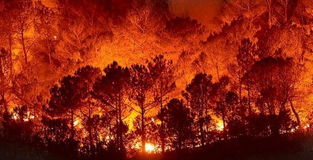 5 formas de impedir incendios forestales o en pastizales en Veracruz