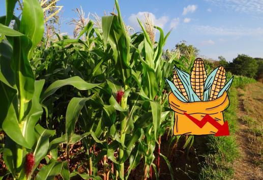 Preocupa caída en producción de maíz por falta de apoyos y sequía