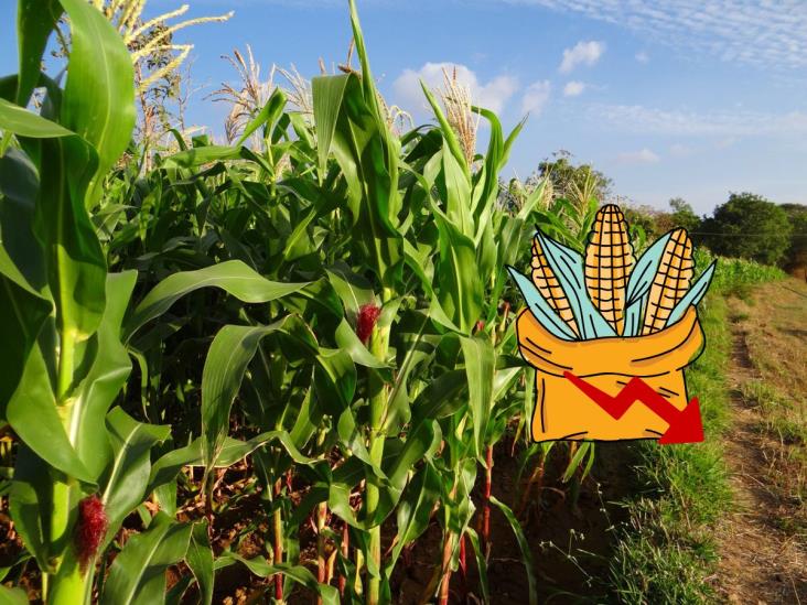 Preocupa caída en producción de maíz por falta de apoyos y sequía