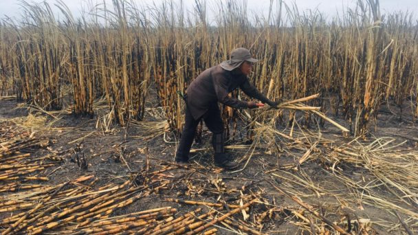 Deudas de industriales azucareros con obreros y productores de caña