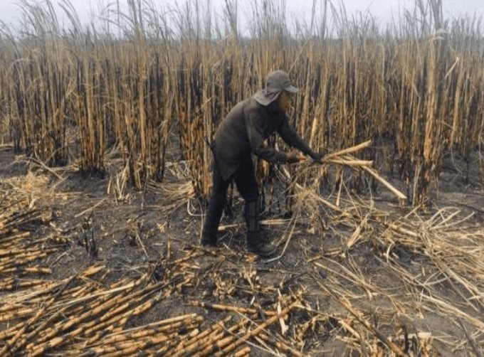 Deudas de industriales azucareros con obreros y productores de caña