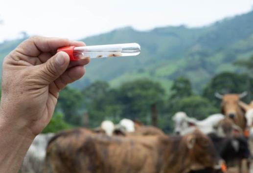 Cambio climático favoreció regreso de gusano barrenador del ganado