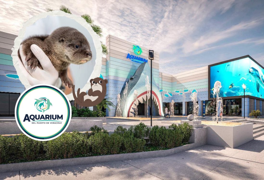 Aquarium de Veracruz 2025: así pueden tus hijos convivir con las nutrias en esta fecha