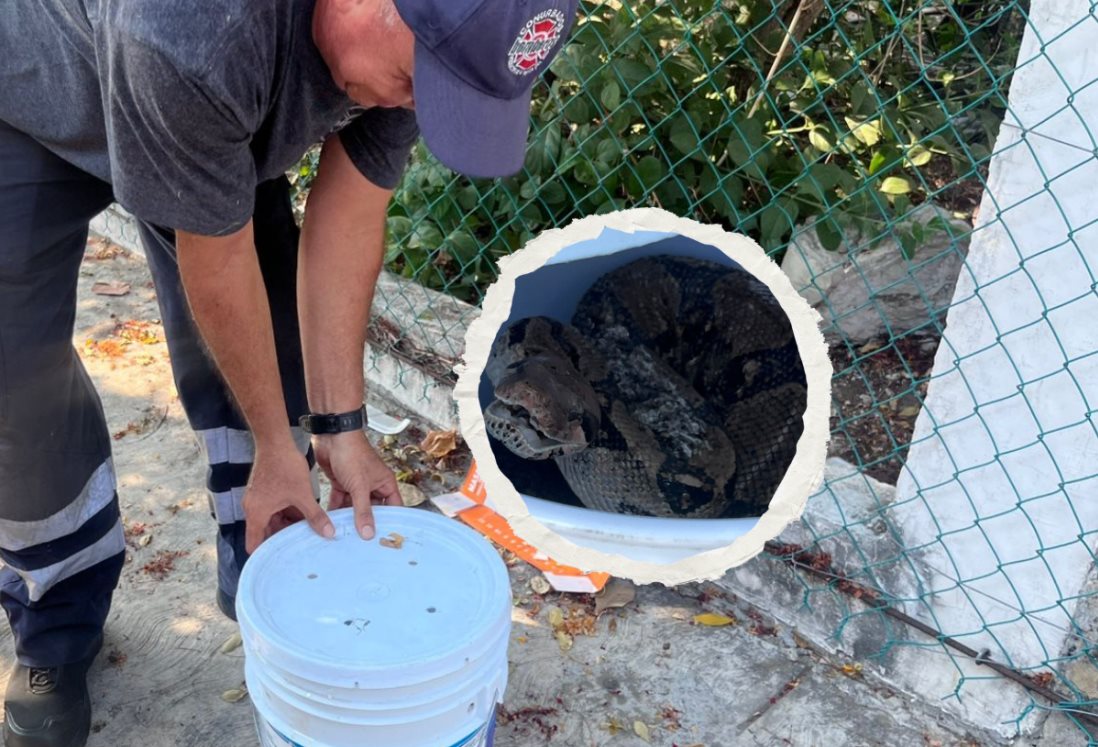 Enorme boa se mete a una casa en Boca del Río y casi se come a tres perritos chihuahua