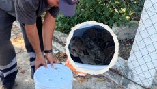 Enorme boa se mete a una casa en Boca del Río y casi se come a tres perritos chihuahua