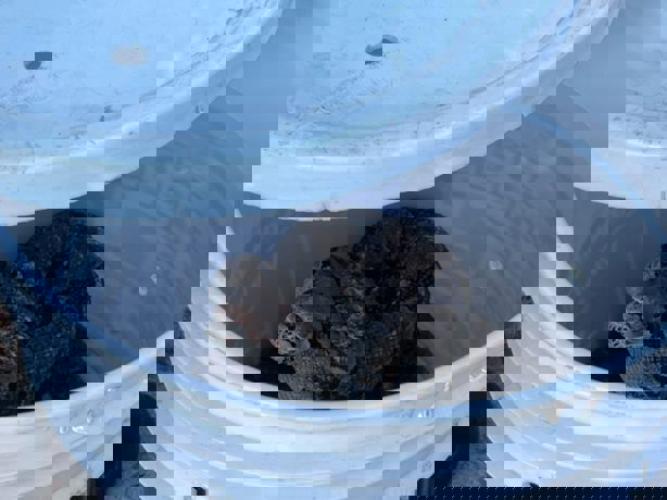 Enorme boa se mete a una casa en Boca del Río y casi se come a tres perritos chihuahua