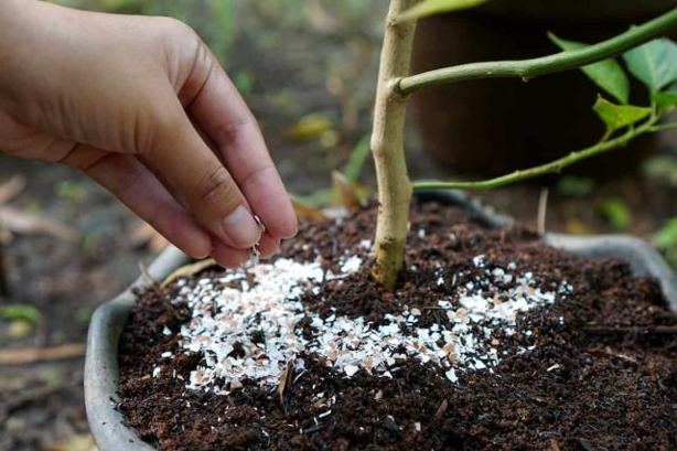 3 remedios naturales que sirven para evitar plagas en las plantas de tu casa