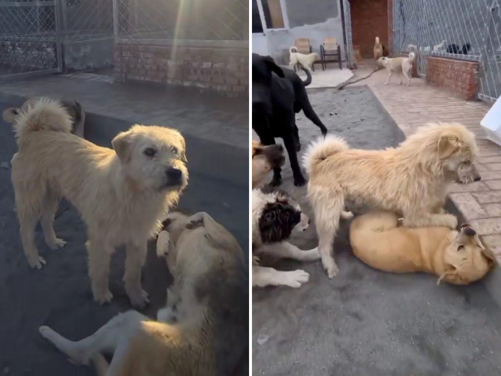 Esta es la historia detrás del Perro con Aura que se ha vuelto viral en redes sociales