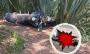 Muere segundo estudiante del CBTA 99 accidentado en Tomatlán