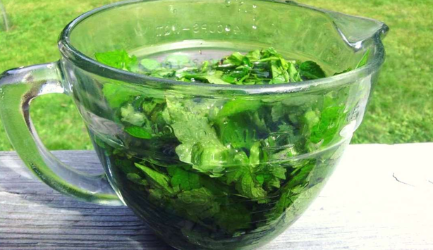 3 remedios naturales que sirven para evitar plagas en las plantas de tu casa