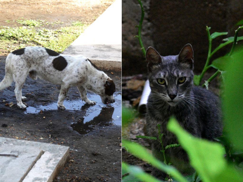 Llaman a cuidar a mascotas de golpes de calor; veterinario emite recomendaciones