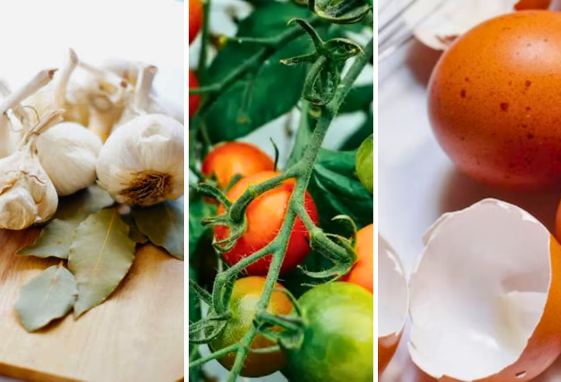3 remedios naturales que sirven para evitar plagas en las plantas de tu casa