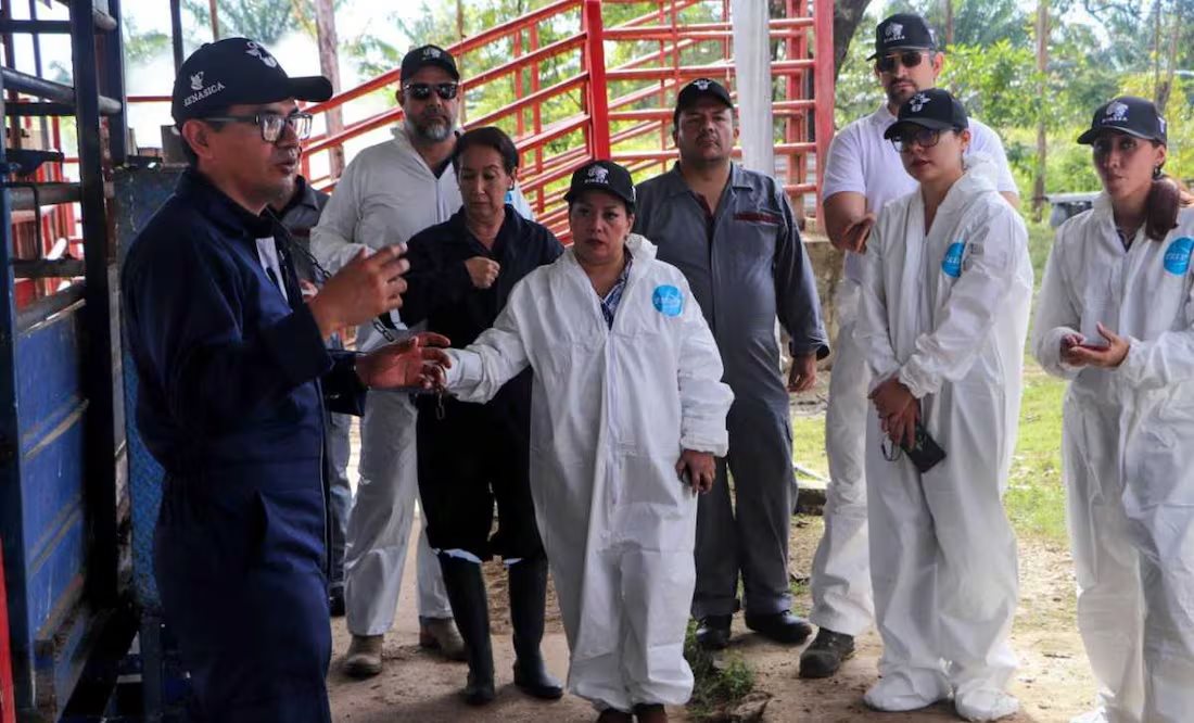 Capacitan a más de 70 mil personas para frenar al gusano barrenador del ganado en México