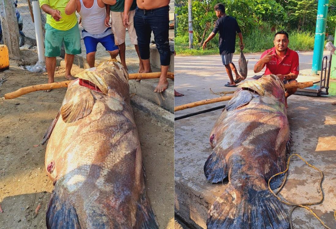 Capturan a pez cherna de casi 300 kilos en Tabasco| VIDEO