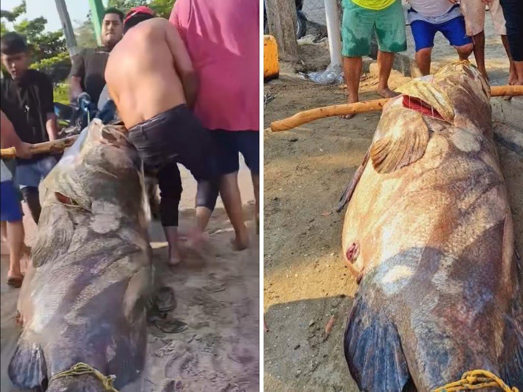 Capturan enorme cherna en Tabasco; fue necesaria la fuerza de 6 personas