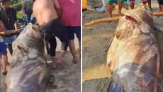 Capturan enorme cherna en Tabasco; fue necesaria la fuerza de 6 personas