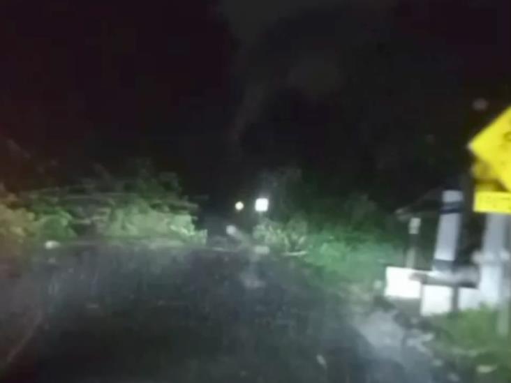 Caos en Xalapa: lluvia, viento y árboles caídos desatan el caos vial