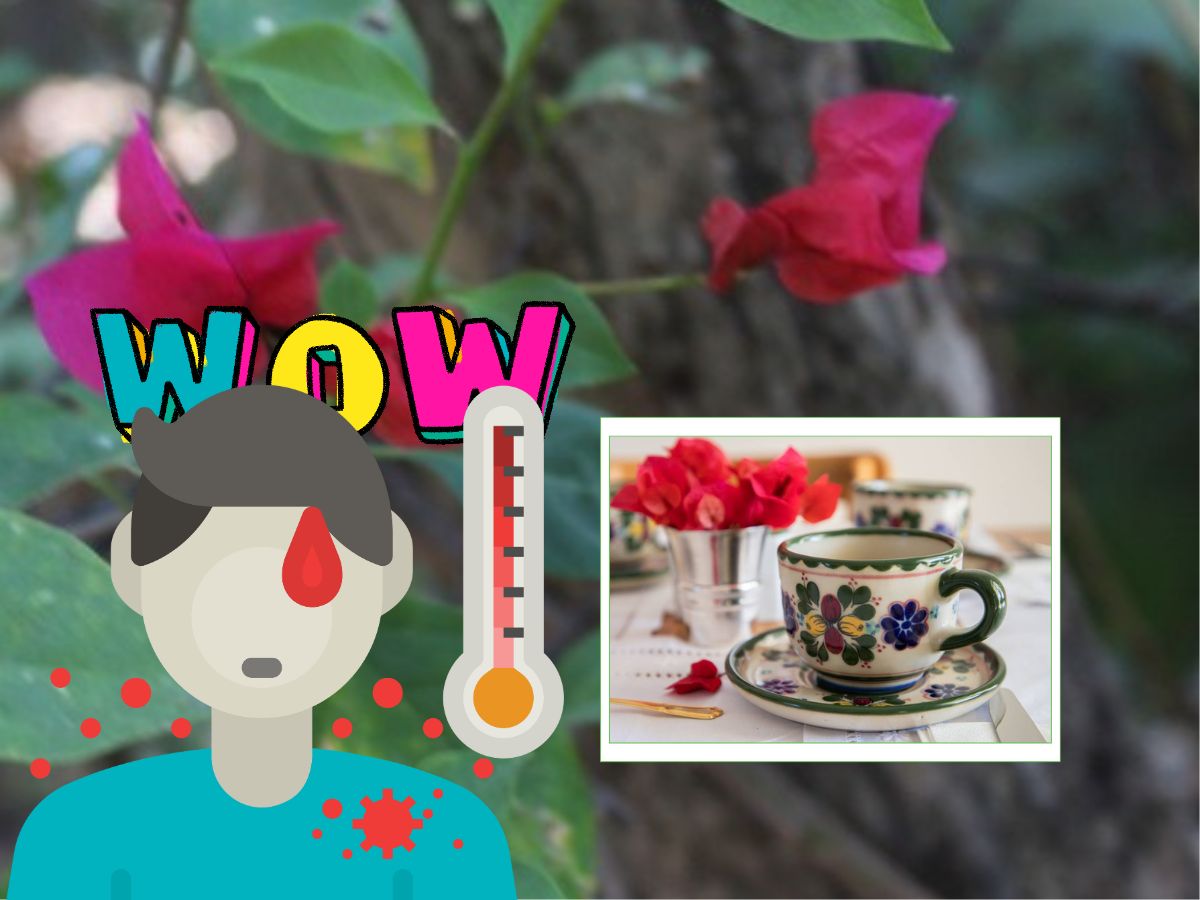 Infusión de bugambilia para el malestar de garganta