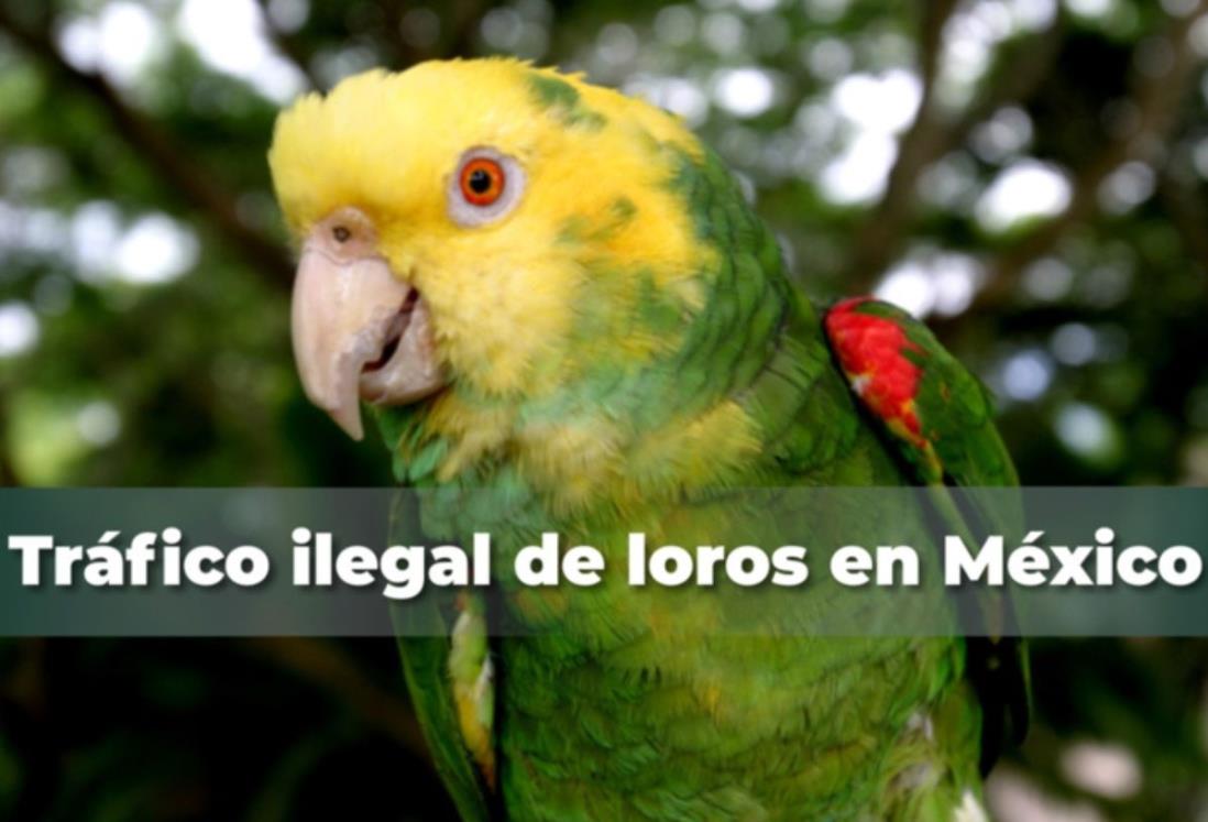 ¿Tienes un loro o perico en casa? Cuidado podrías ser multado hasta con 600 mil pesos