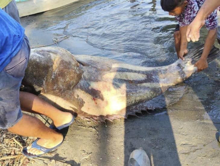 Pez cherna gigante: así fue como lograron capturarlo los pescadores de Tabasco