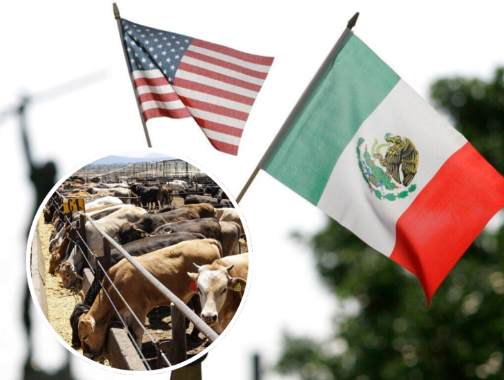 Se espera la reapertura froteriza para exportaciones de ganado a a Estados Unidos: Sheinbaum 