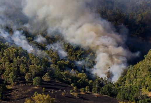 El infierno verde: México registra su peor año de deforestación