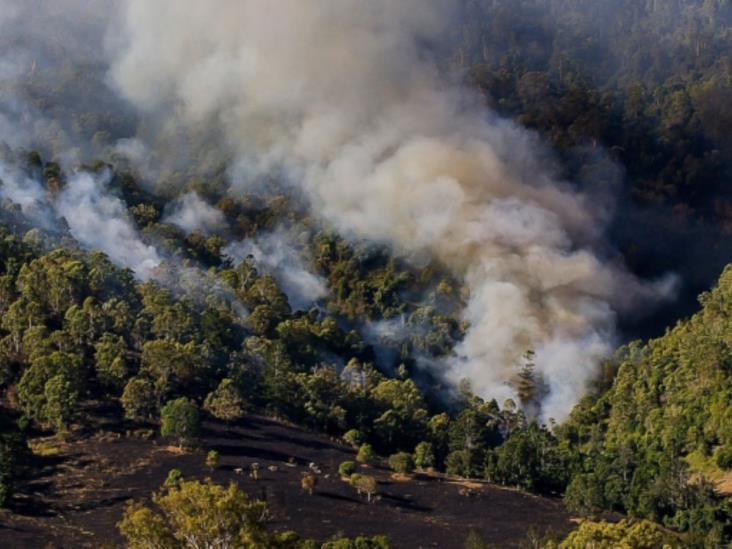 El infierno verde: México registra su peor año de deforestación