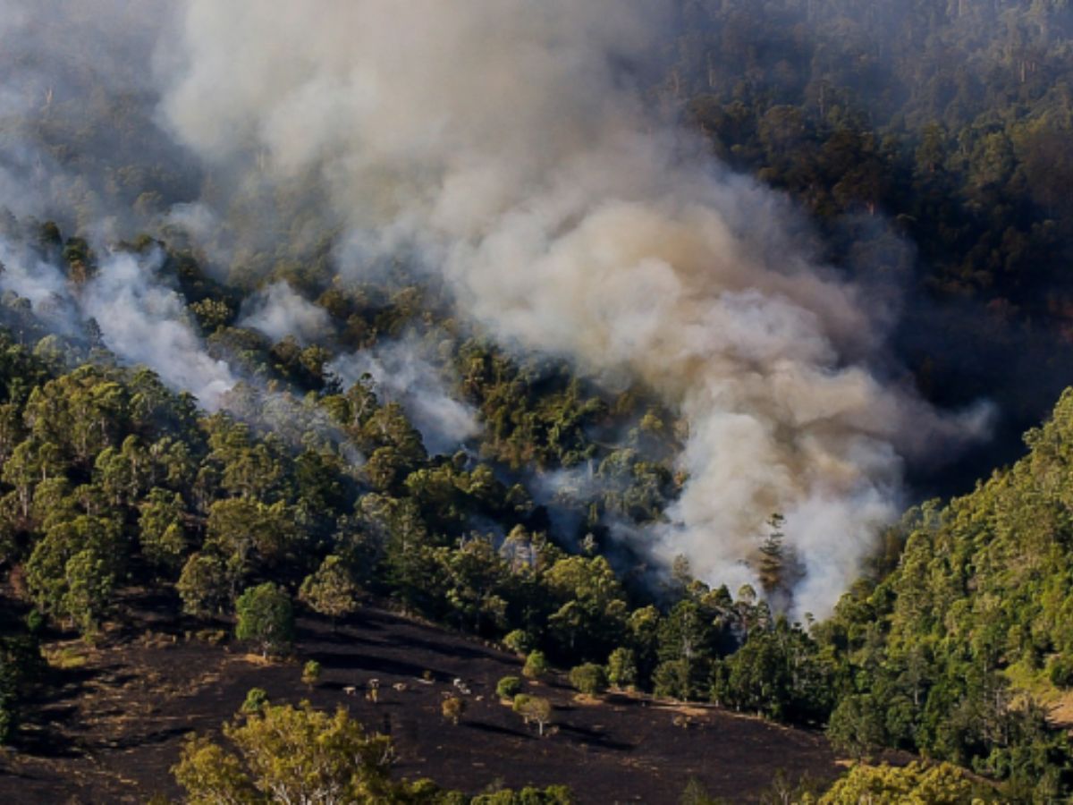 El infierno verde: México registra su peor año de deforestación