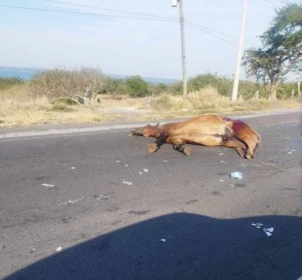Caballo se desata de corral y casi ocasiona una tragedia en carretera de Alvarado