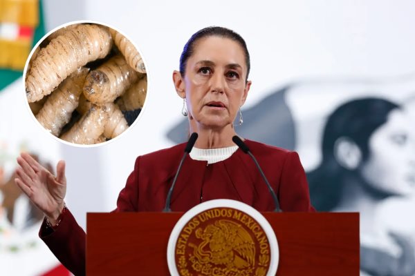 Claudia Sheinbaum confía en apertura de frontera México-EU para exportar ganado mexicano
