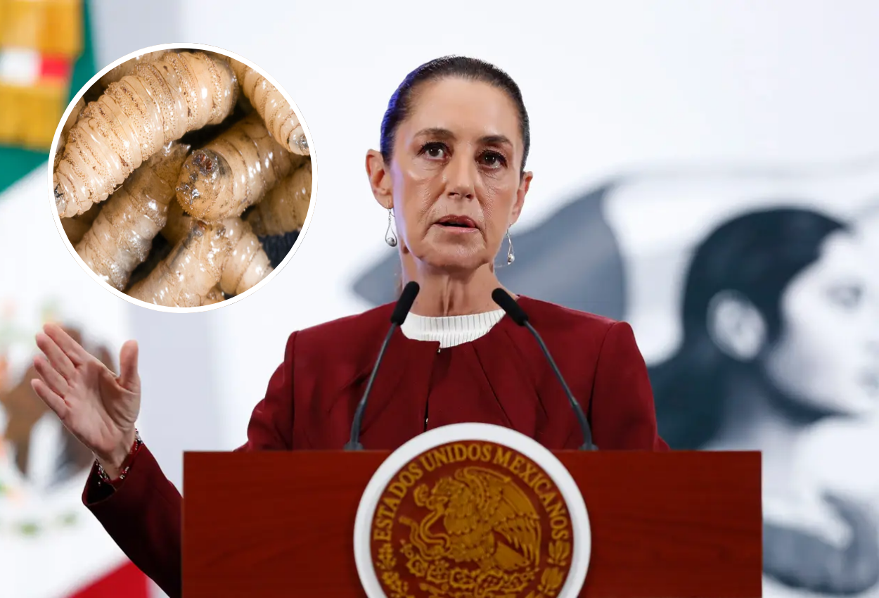 Claudia Sheinbaum confía en apertura de frontera México-EU para exportar ganado mexicano