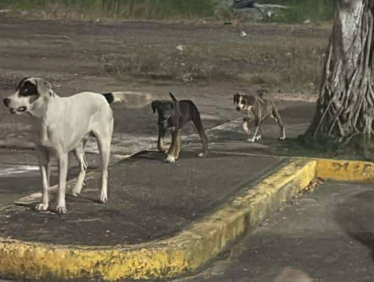 Se roban comederos para animalitos de la calle dejados por ciudadanos animalistas