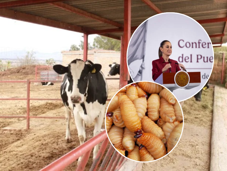 Sheinbaum confía en apertura de frontera para exportación de ganado a Estados Unidos 