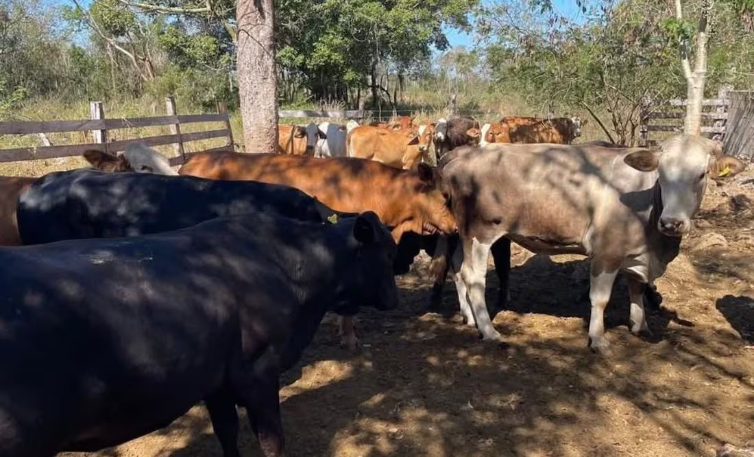 EU mantiene suspensión de importación de ganado mexicano por gusano barrenador