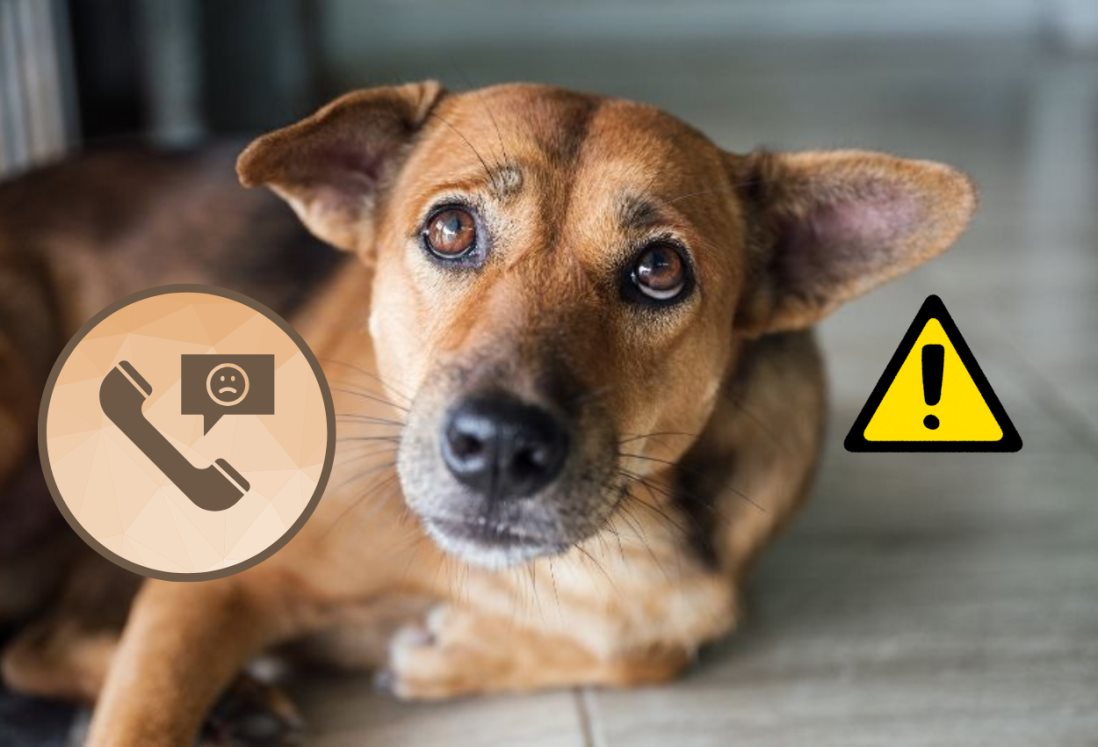 En estos 3 lugares puedes denunciar maltrato animal en Veracruz